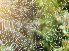 WEB