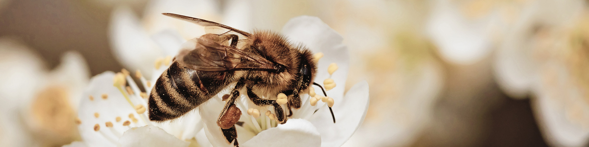Business Development ist fruchtbar: Biene bestäubt eine Blüte